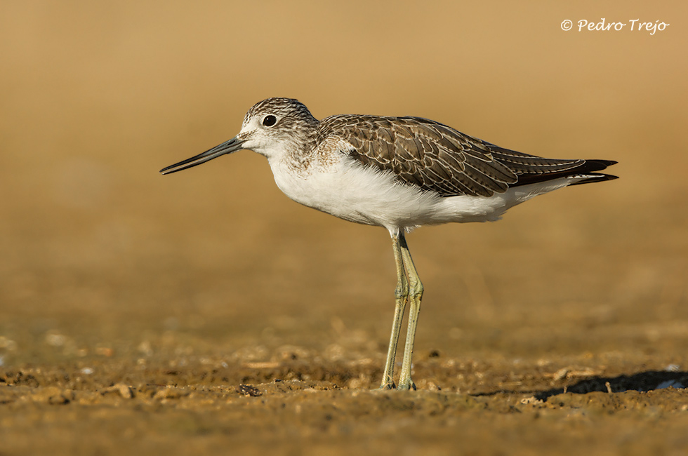 Archibebe Claro (Tringa nebularia)